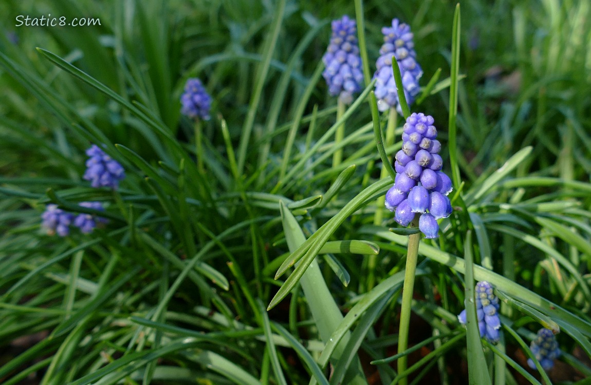 Grape Hyacinth blooms in the grass