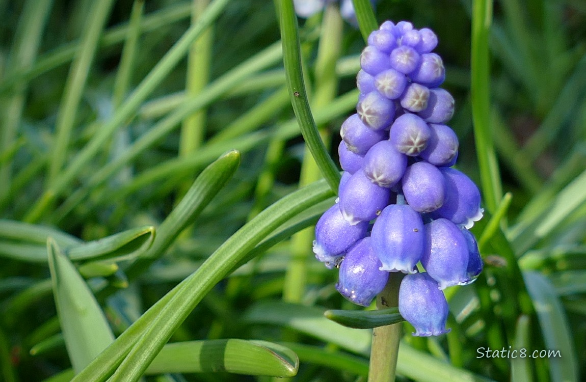 Close up of a Grape Hyacinth bloom in the grass