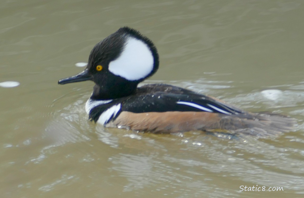 Hooded Merganser paddling in the water