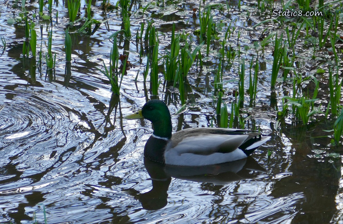 Mallard paddling in a grassy puddle