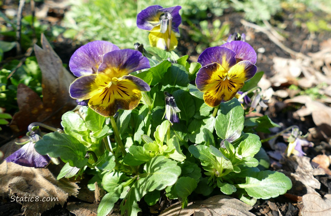 Purple and yellow Pansy blooms