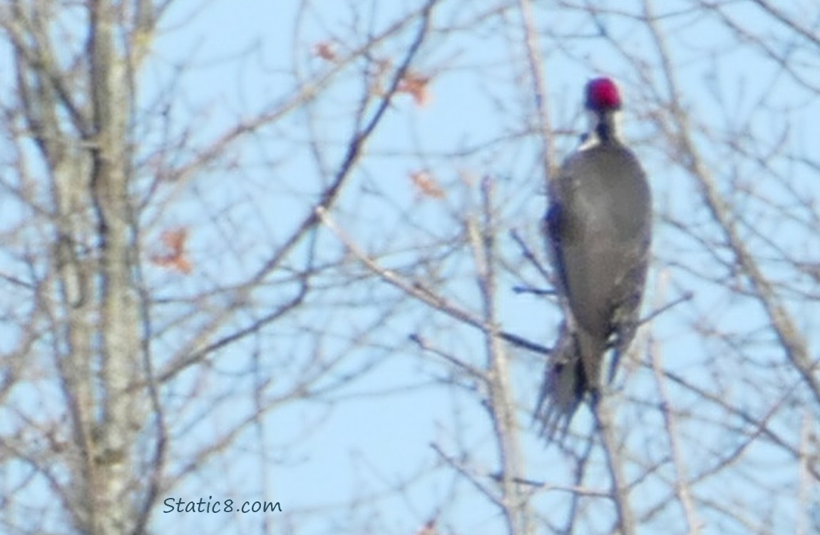 The back of a Pileated Woodpecker standing in twigs