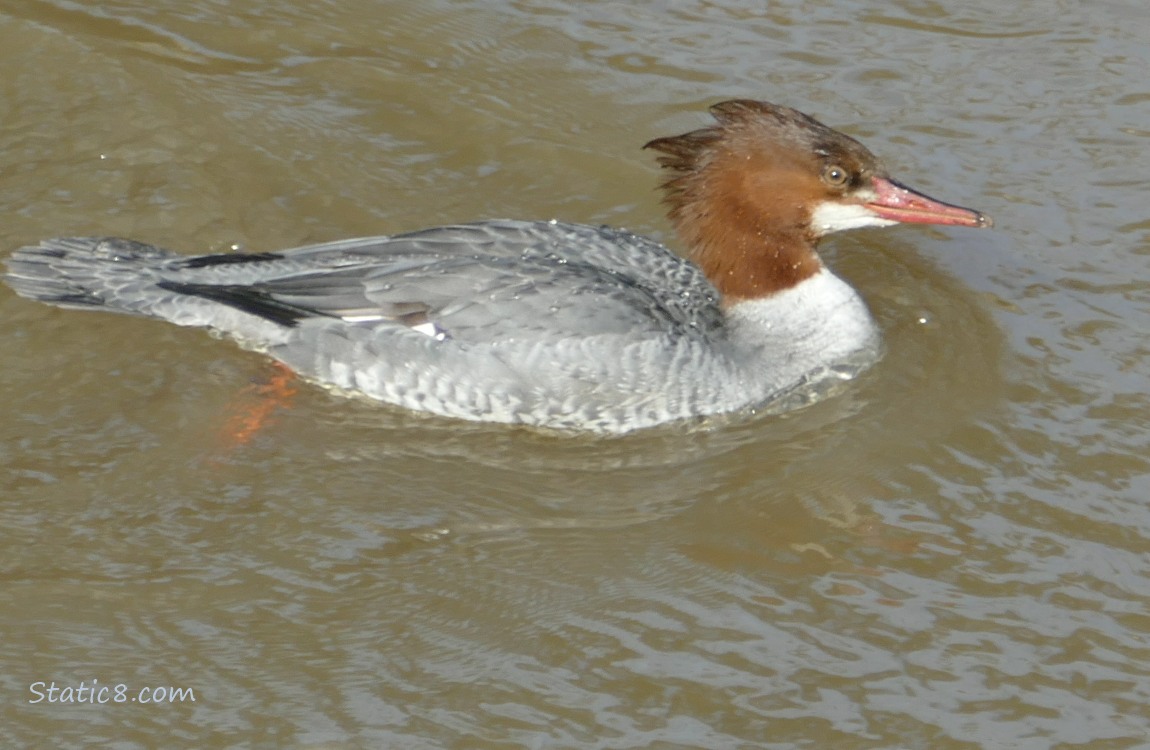 female Common Merganser paddling on the water