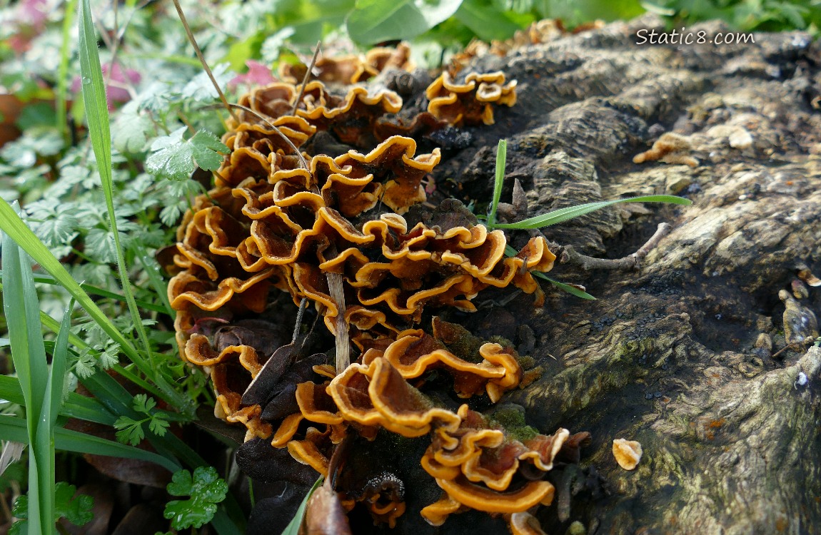 Turkey Tail fungus growing on a tree stump