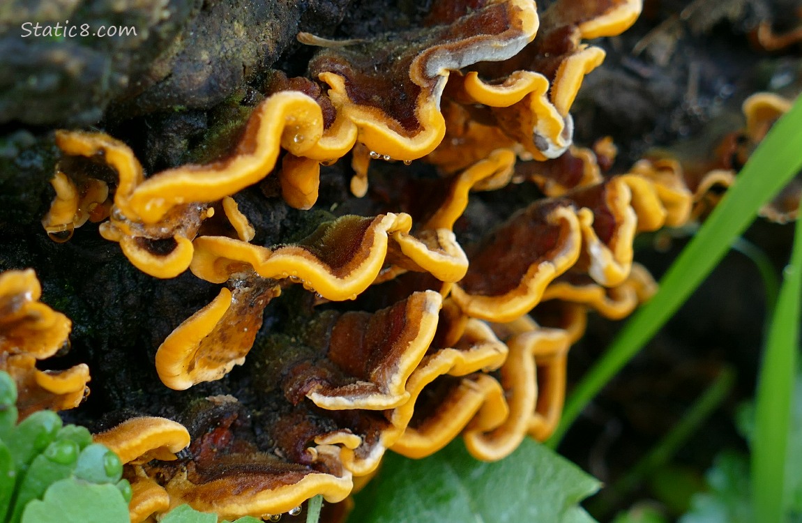 Turkey Tail fungus growing on a tree stump