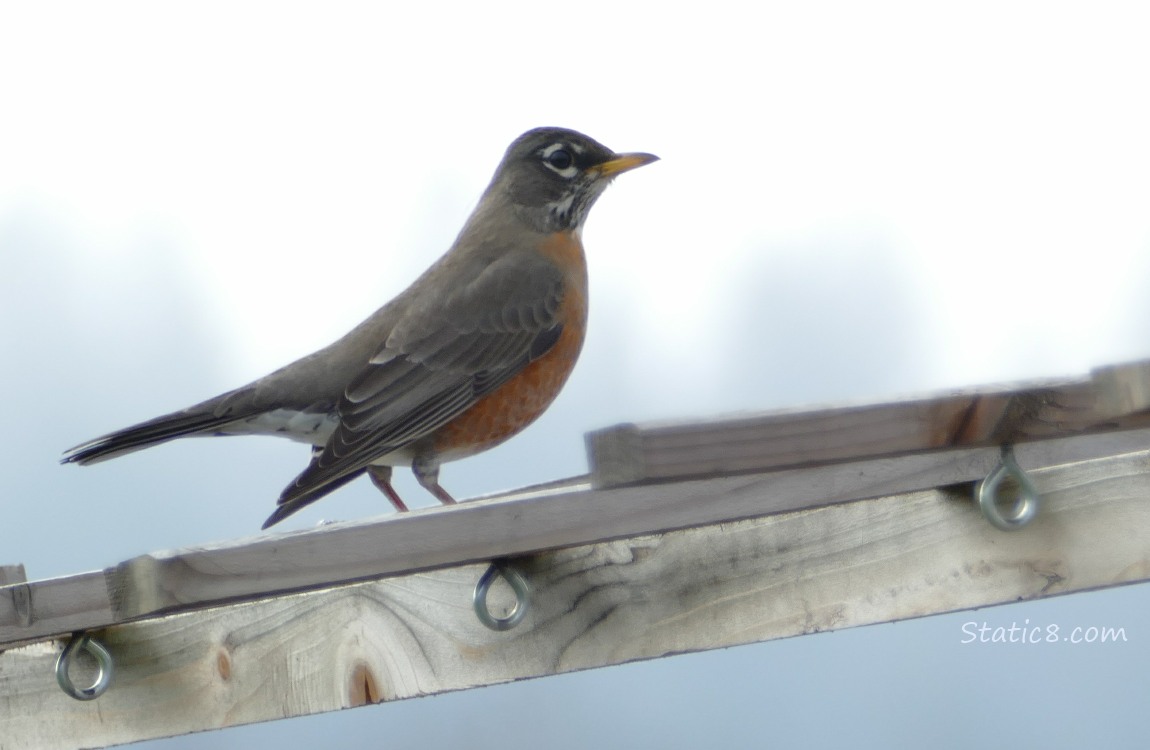 American Robin standing on a wood trellis