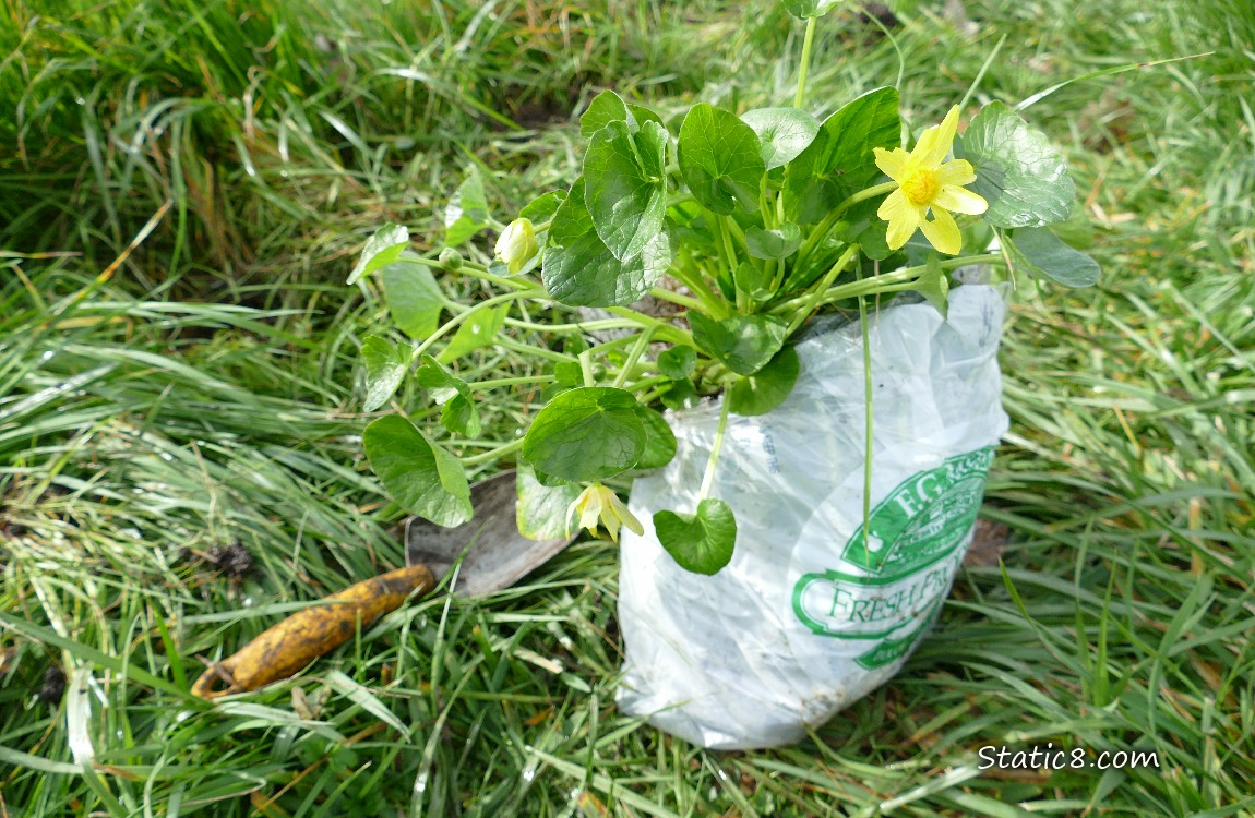 Bag filled with pulled Lesser Celandine, a bloom poking out
