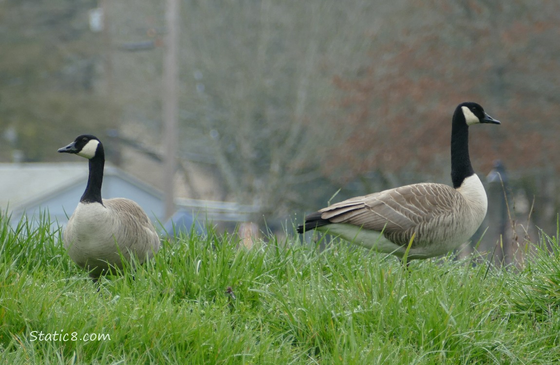 Two Canada Geese standing in the grass