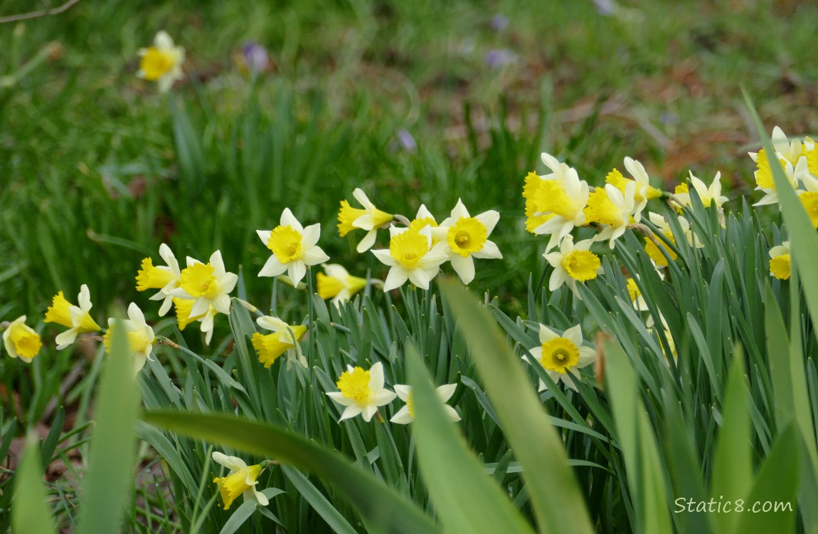 Daffodil blooms in a row