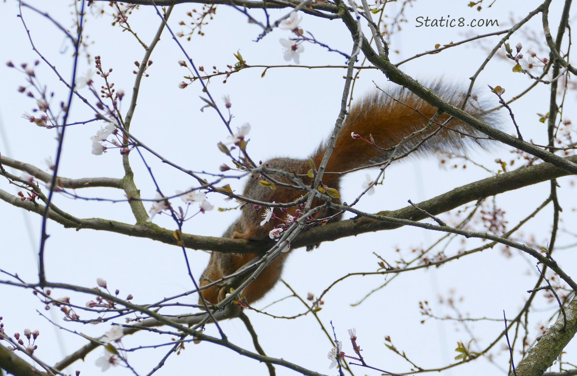 Squirrel in a blooming cherry tree