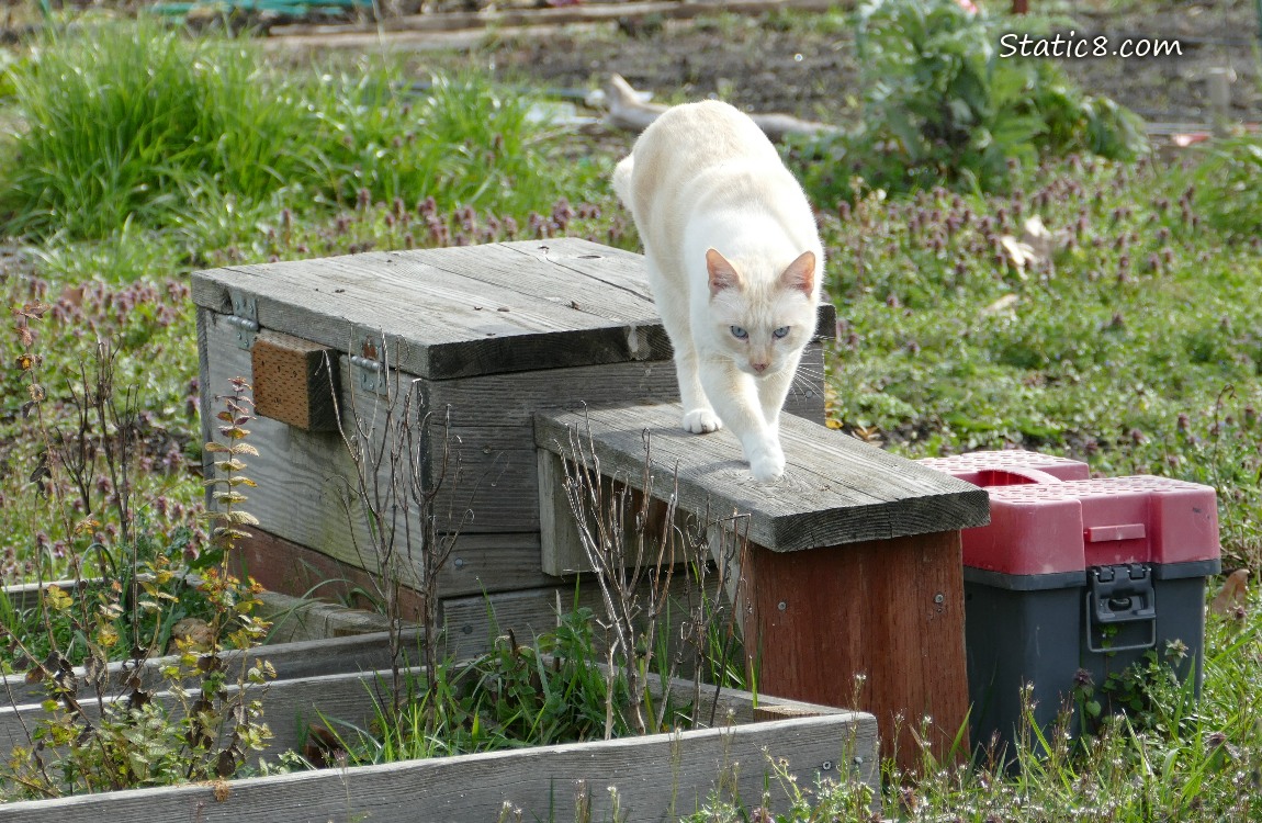 Cream coloured cat walking over raised garden beds