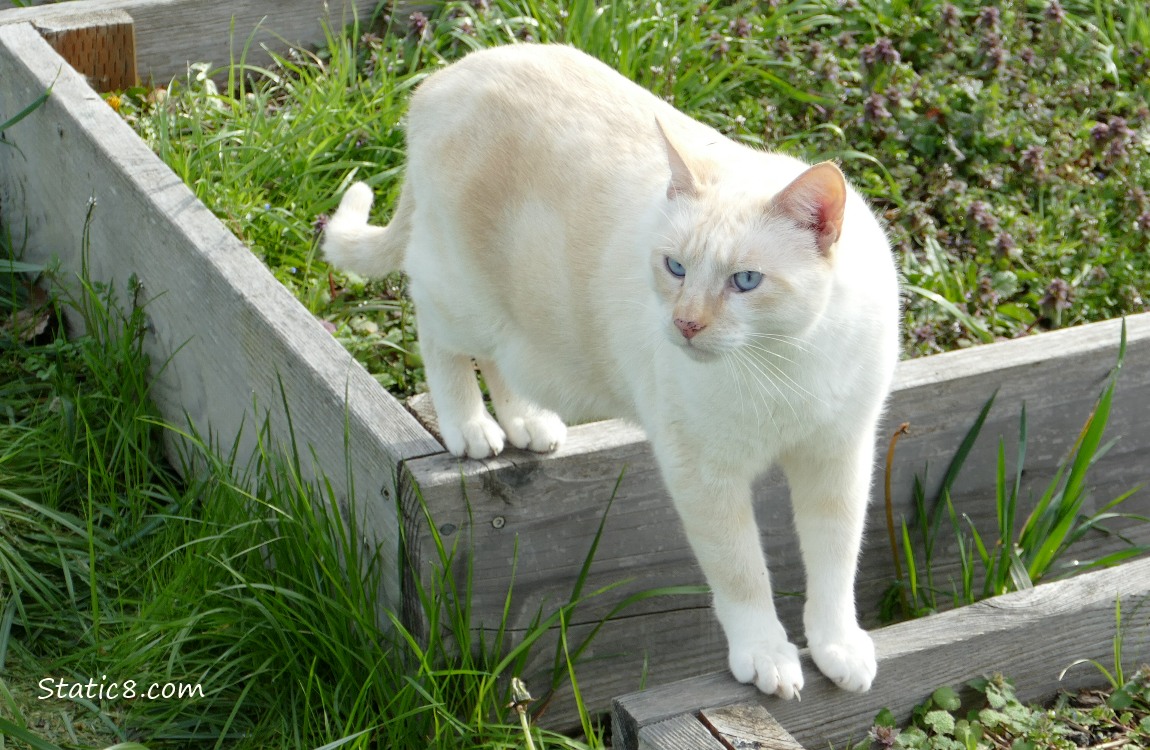 Cream coloured cat standing on the boards of a raised garden bed