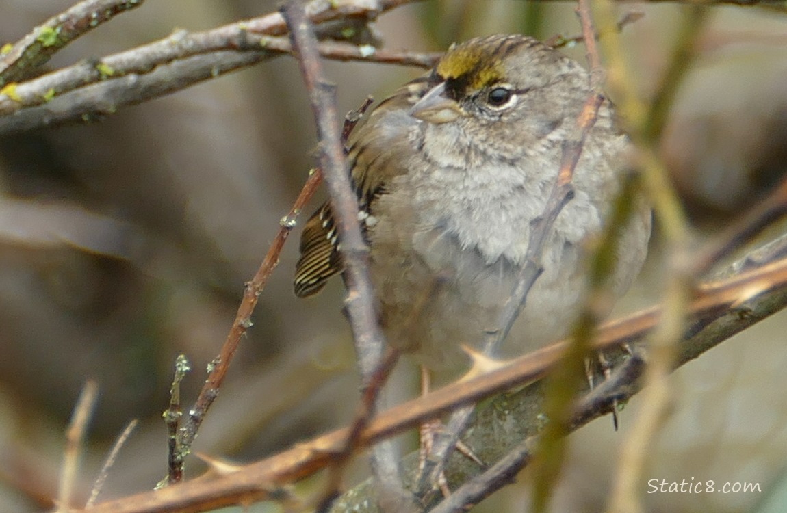 Golden Crown Sparrow standing in twigs