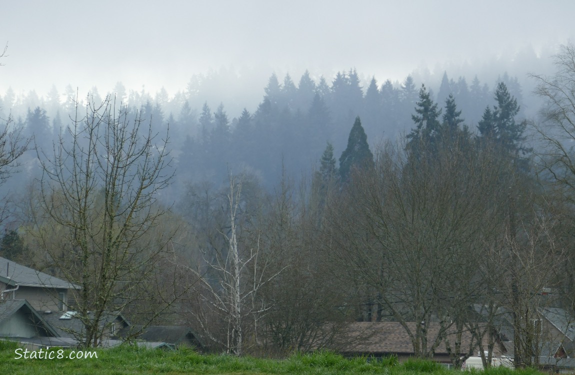 Foggy trees in the distance