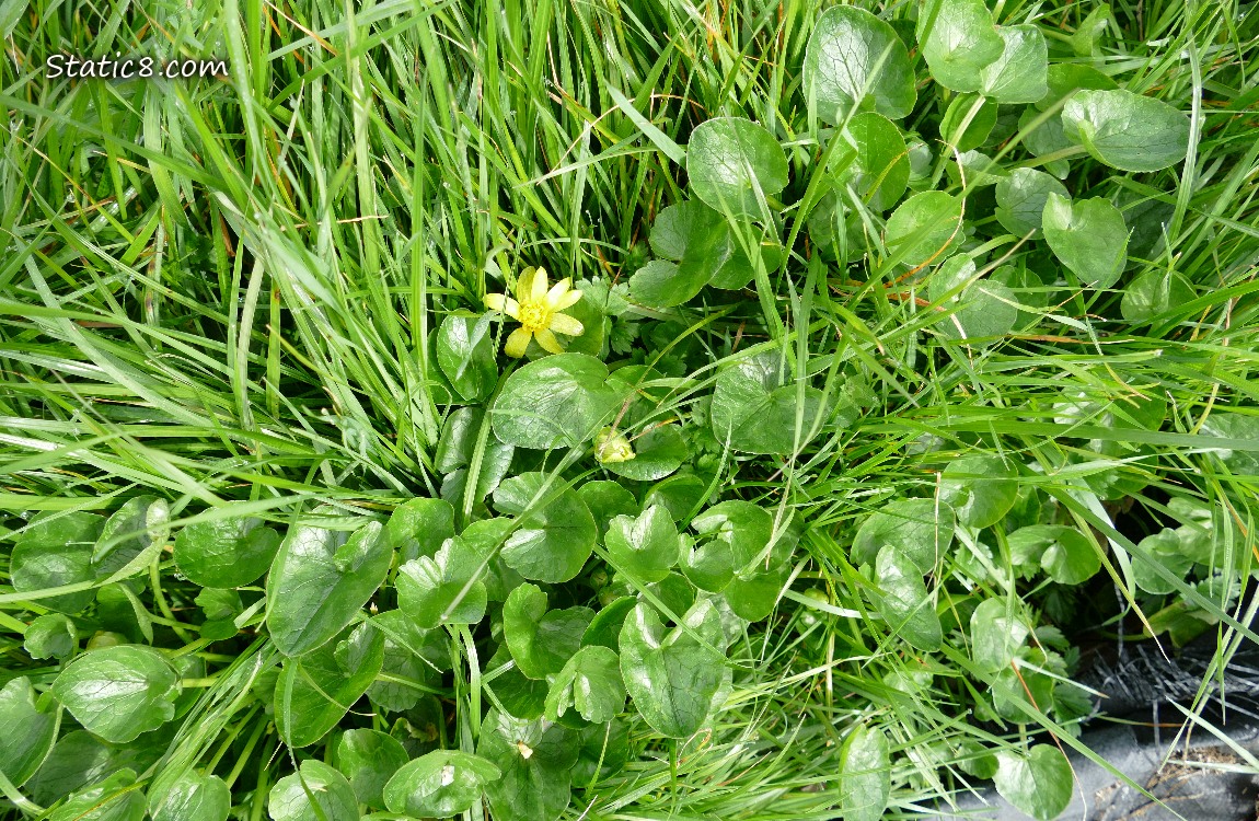 Lesser Celandine plants growing int the grass