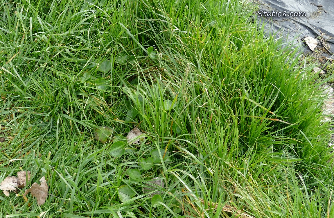 Lesser Celandine growing in the grass