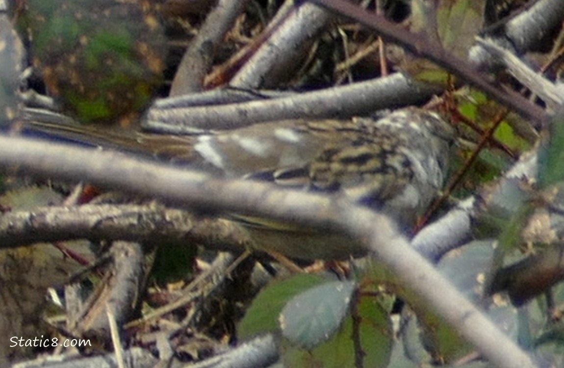 Blurry sparrow with leucism