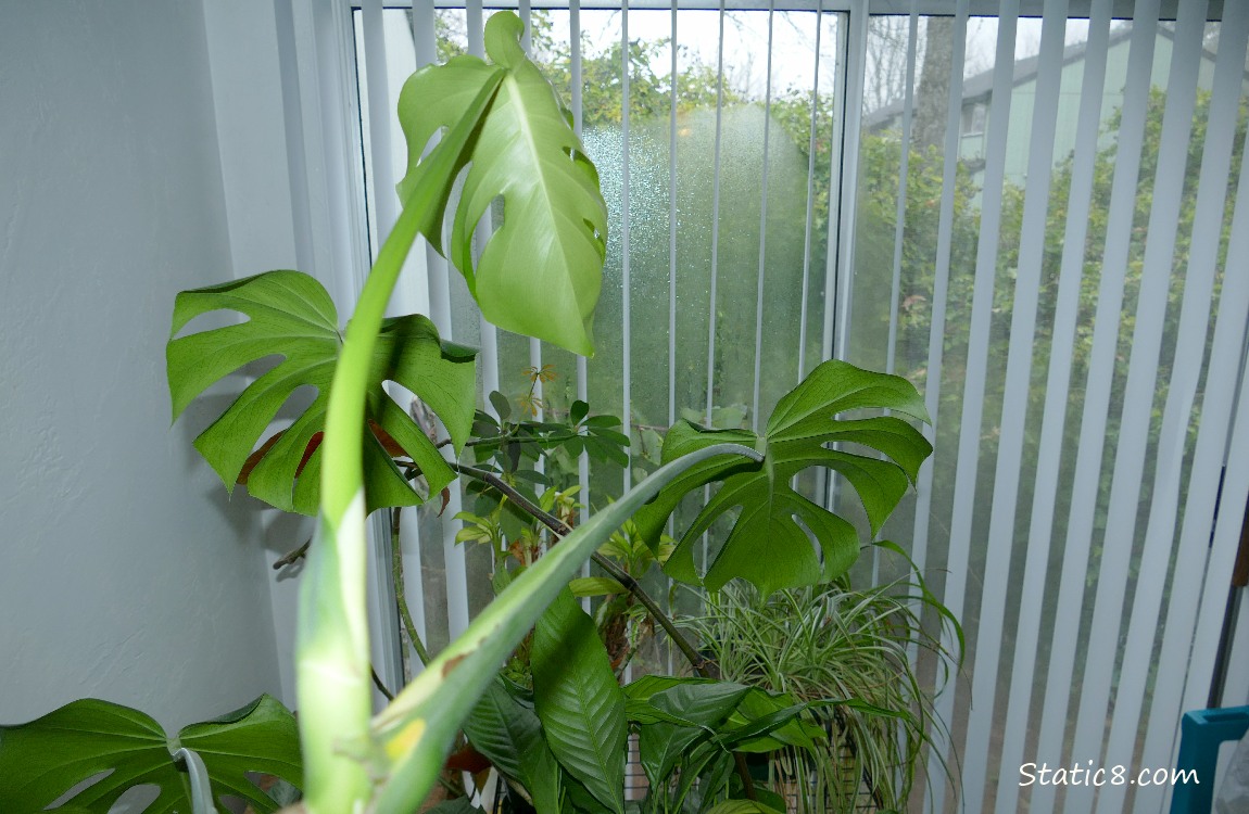 House plants in front of a porch door