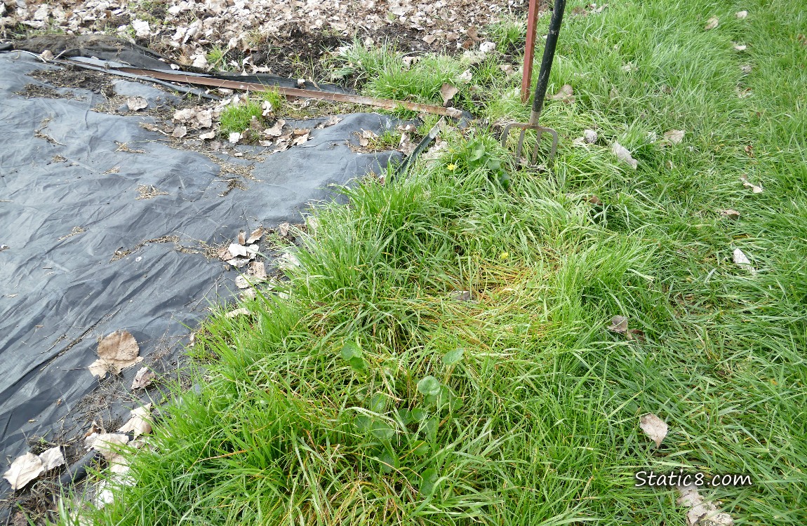 garden plot covered with black plastic