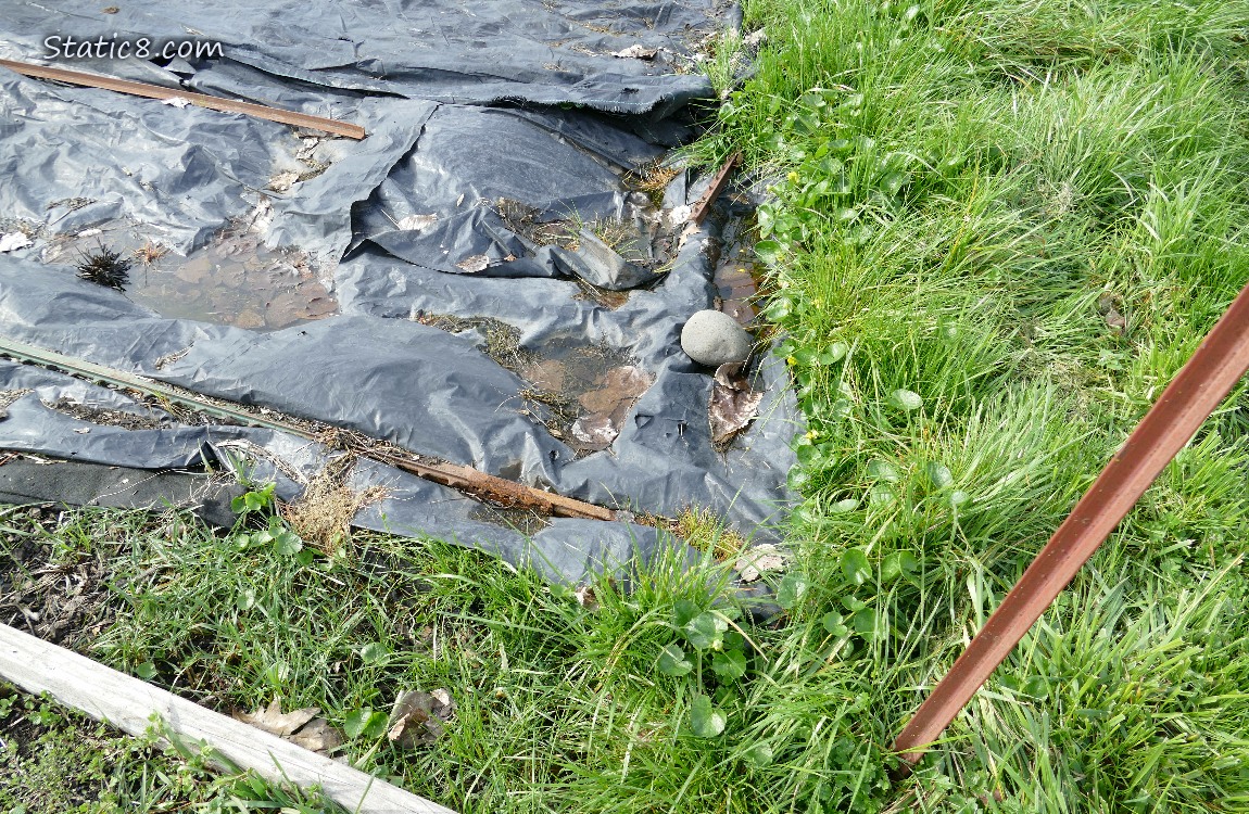 Garden plot covered with black plastic