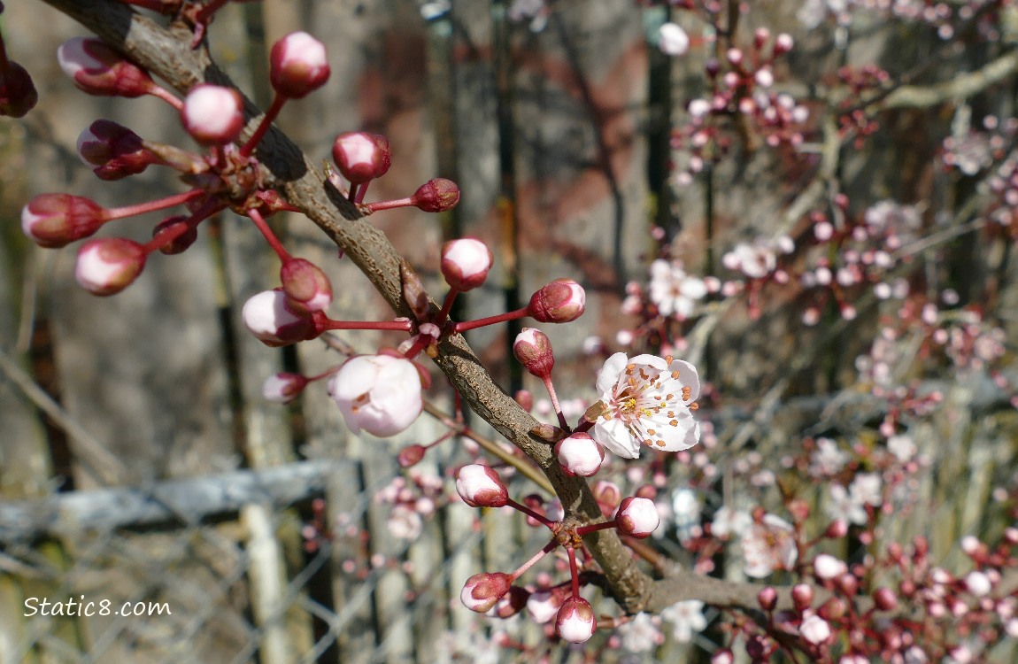 Cherry blossoms in front of a chain link fence