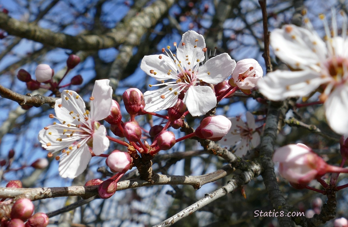 Cherry blossoms with blue sky