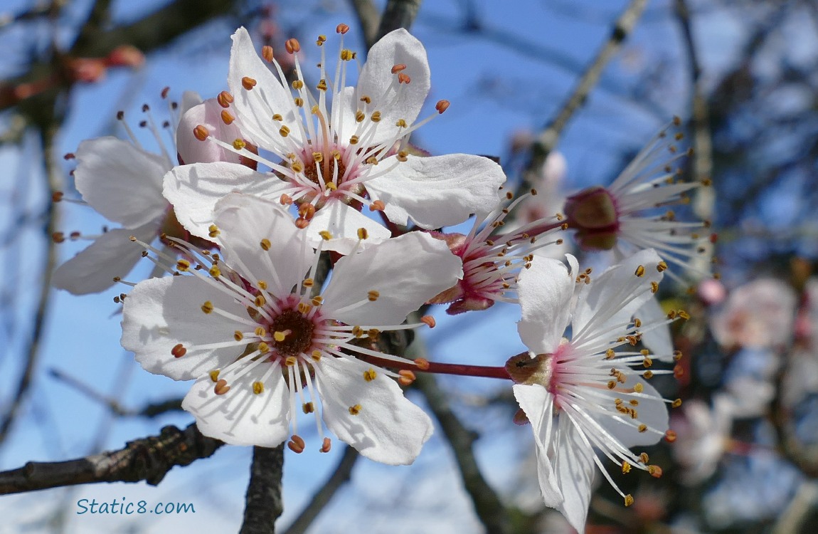 Cherry blossoms with blue sky