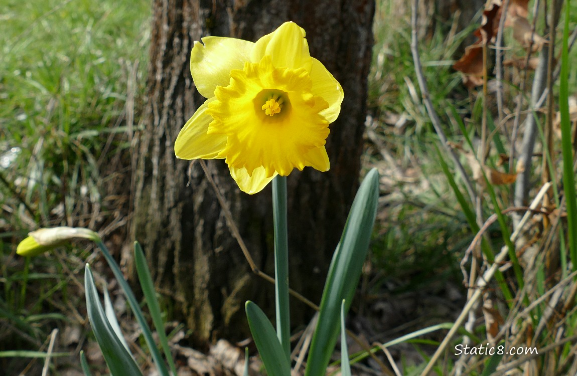 Daffodil bloom in front of a tree trunk