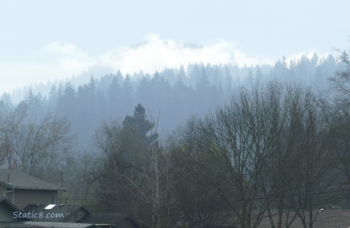 foggy and sunlit trees on the hill in the distance