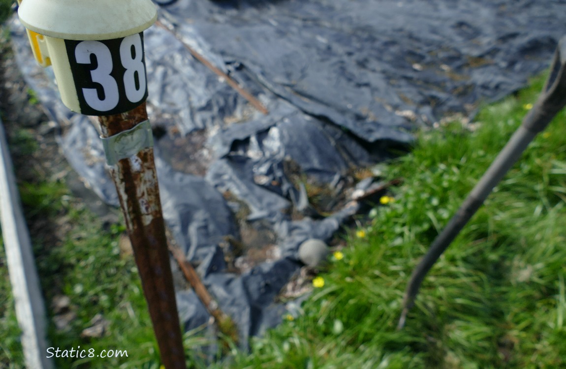 Garden plot covered with black plastic