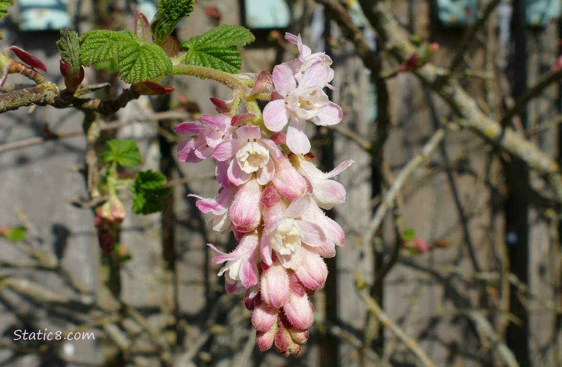 Red Flowering Currant blooms in front of a wood fence