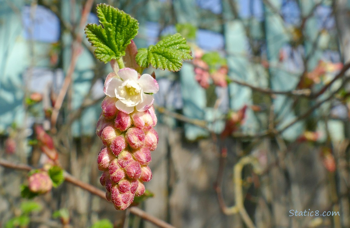 Red Flowering Currant blooms in front of a wood fence