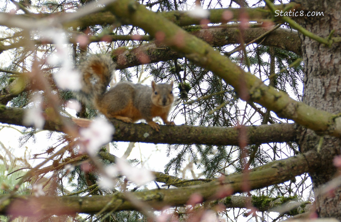 Squirrel standing on a branch behind blurry cherry blossoms