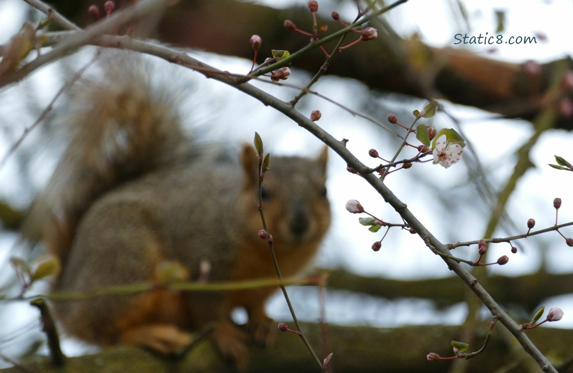 Blurry Squirrel in a cherry tree
