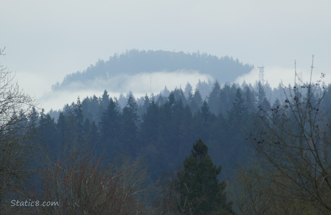 Foggy trees on the hill in the distance