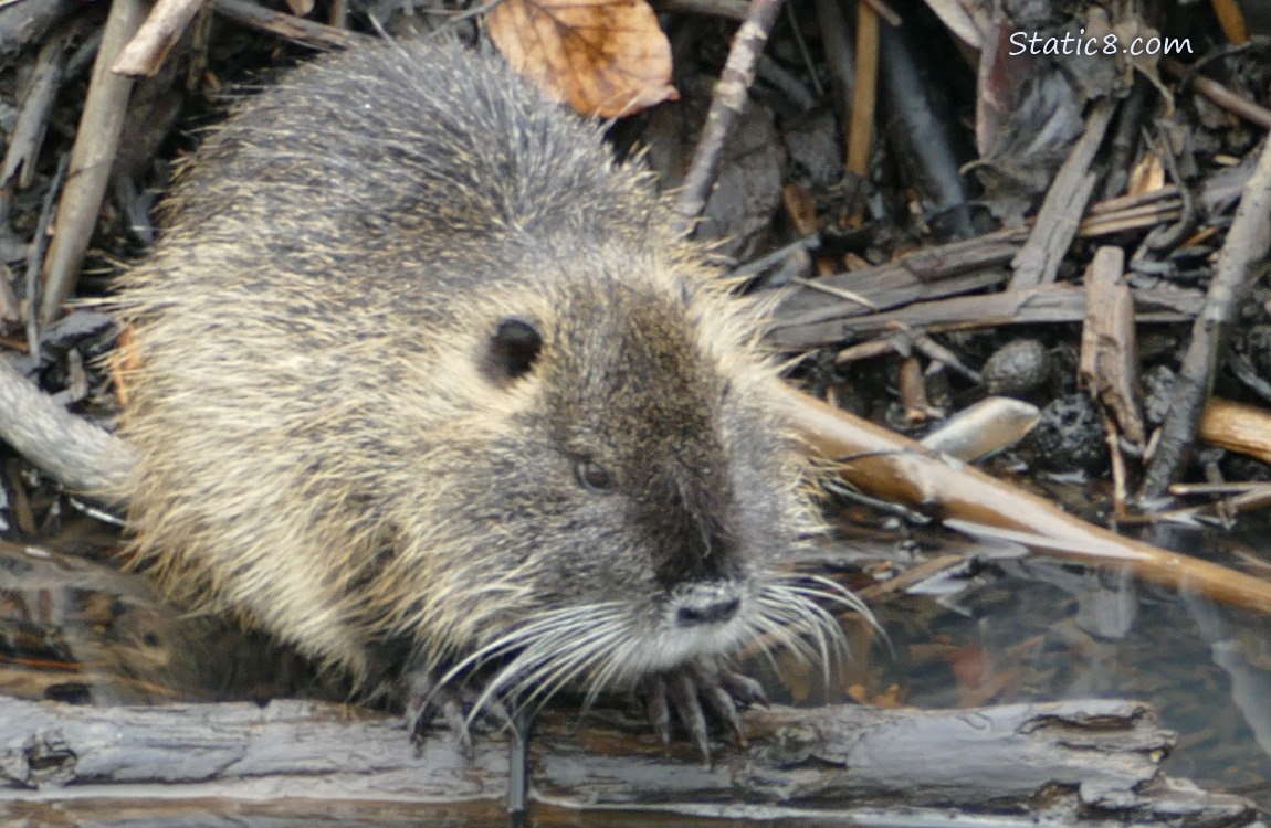 Nutria standing on a branch near the bank of the creek