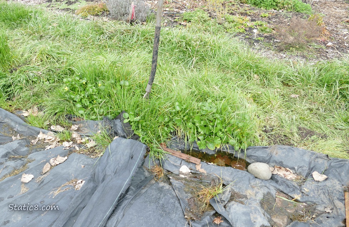 Garden plot covered with black plastic
