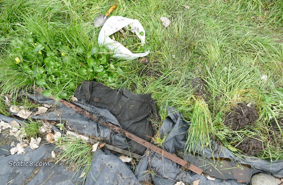 Garden plot covered with black plastic
