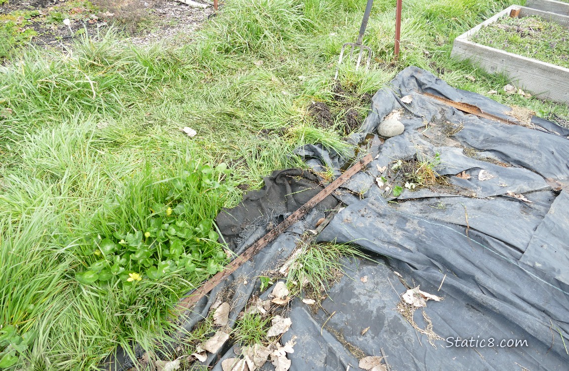 Garden plot covered with black plastic