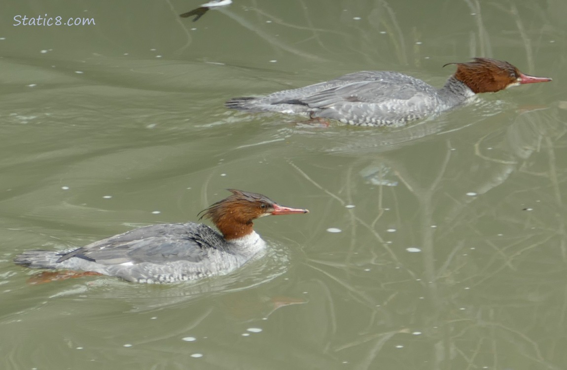 Two Common Merganser females paddling on the water