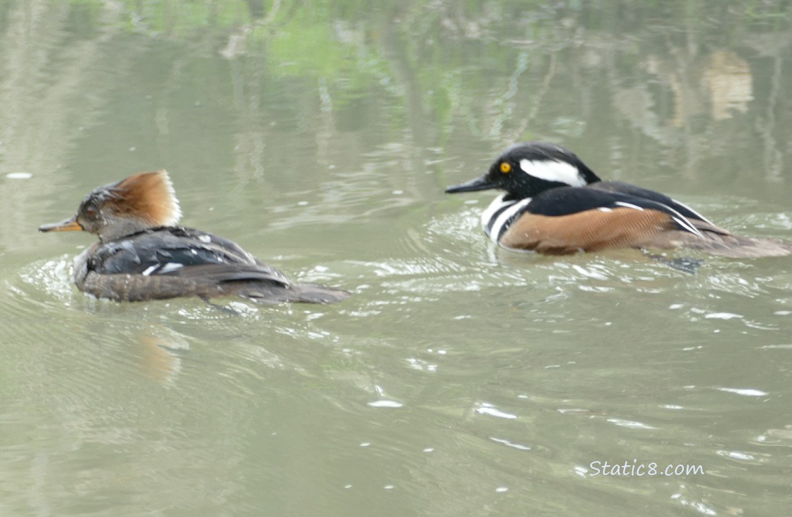 a pair of Hooded Mergansers paddling on the water