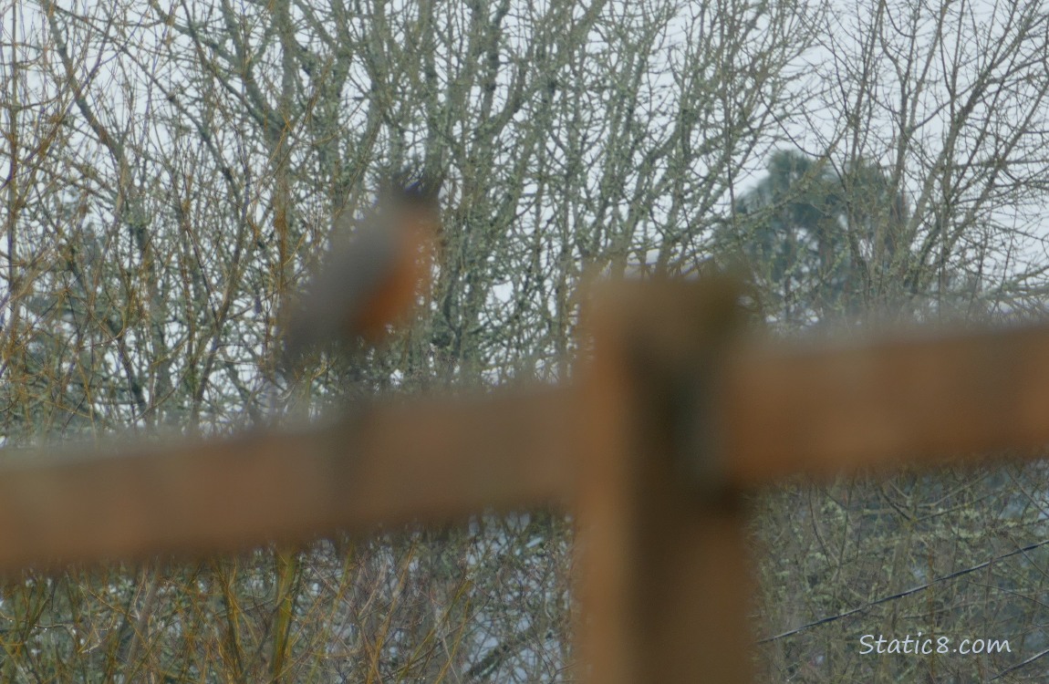 Blurry Robin standing on a wood fence