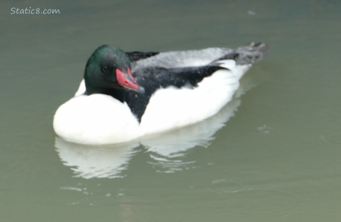 Male Common Merganser paddling on the water