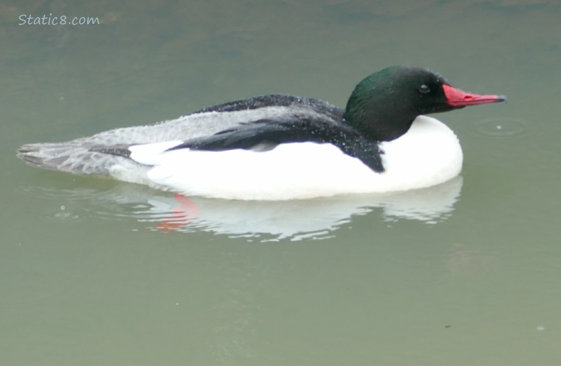 Male Common Merganser paddling on the water