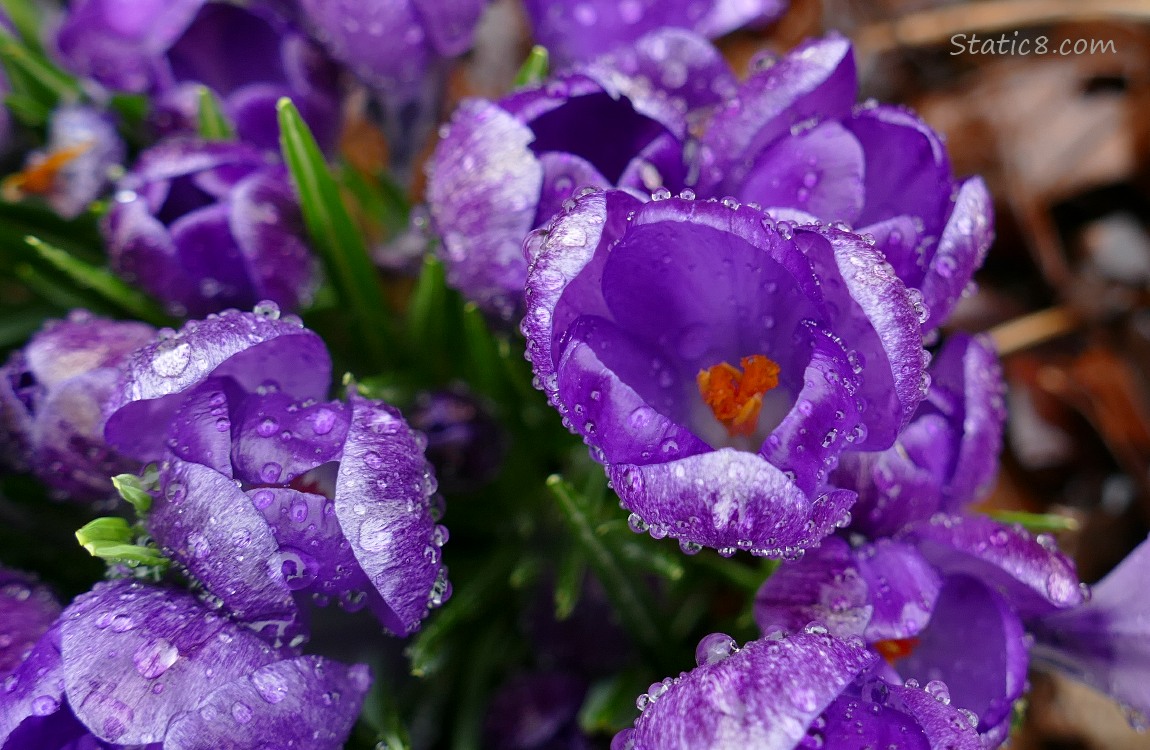 Close up of purple crocus blooms