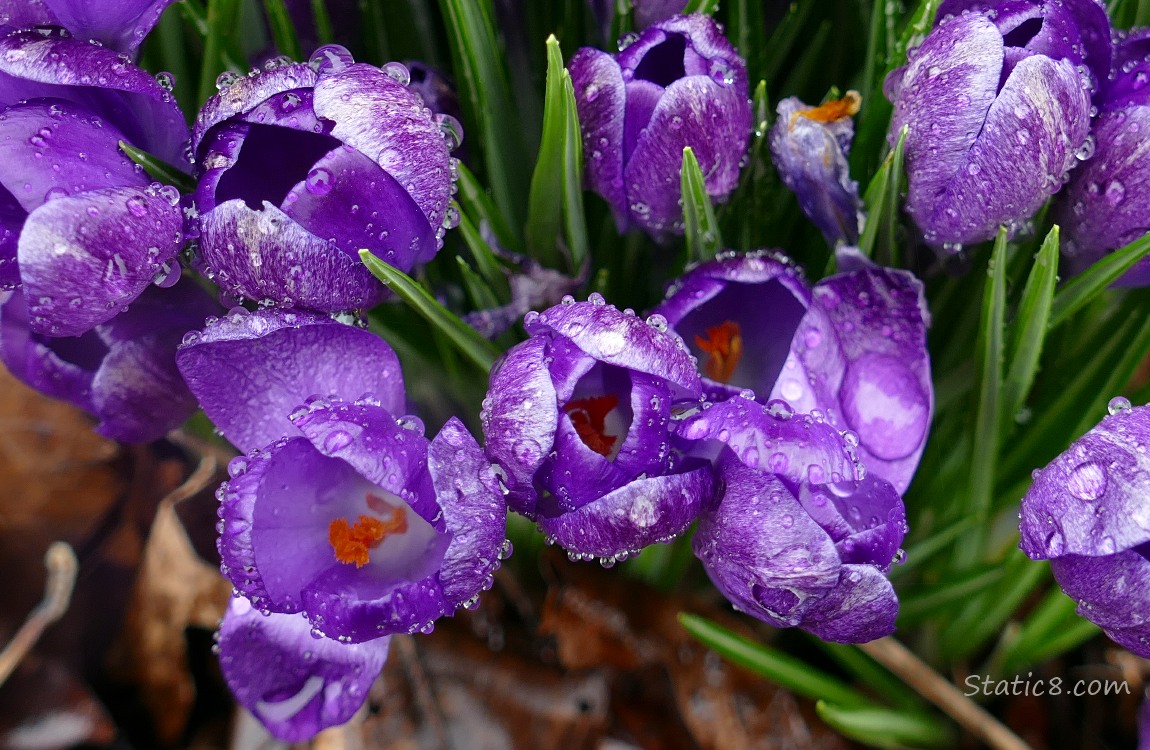 Close up of purple Crocus blooms