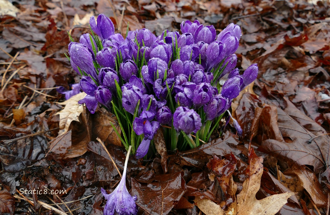 Purple Crocus blooms surrounded by leaf mulch