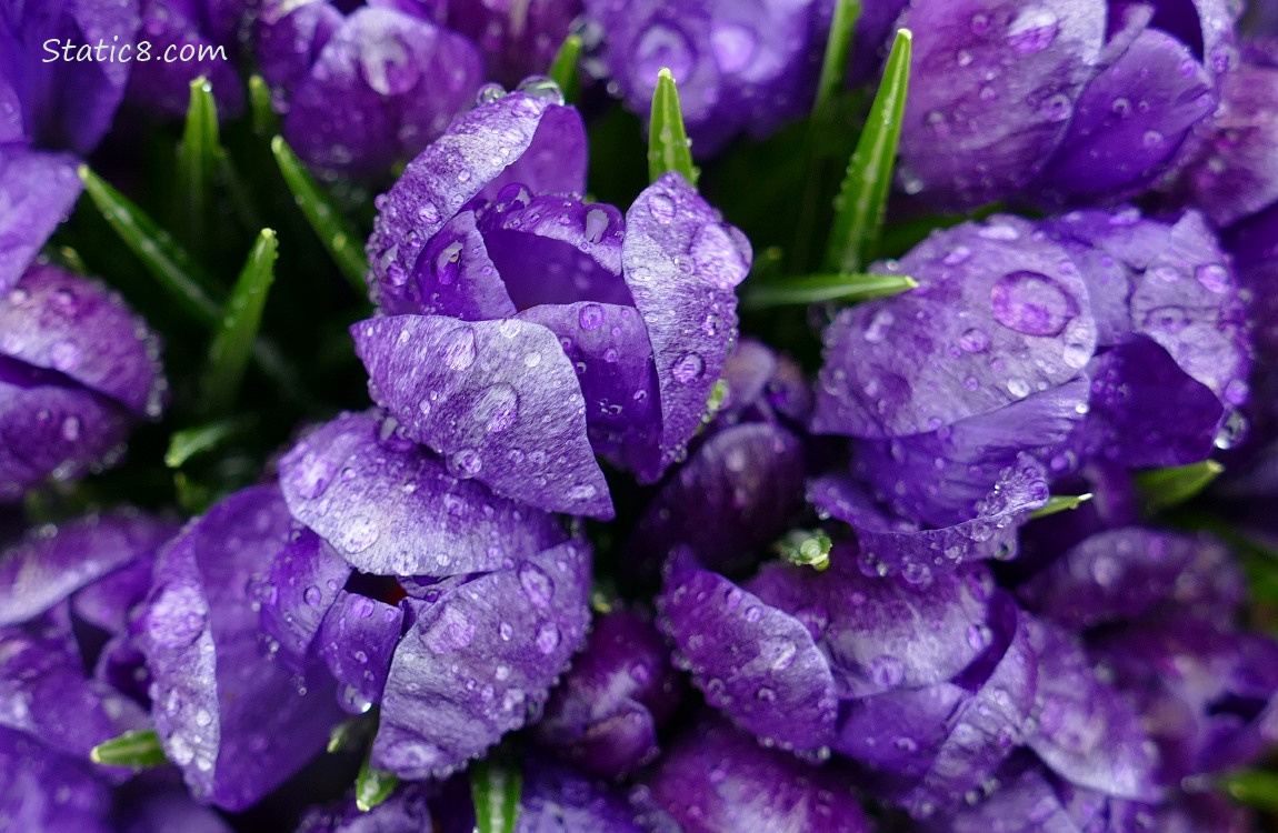 Close up of purple crocus blooms