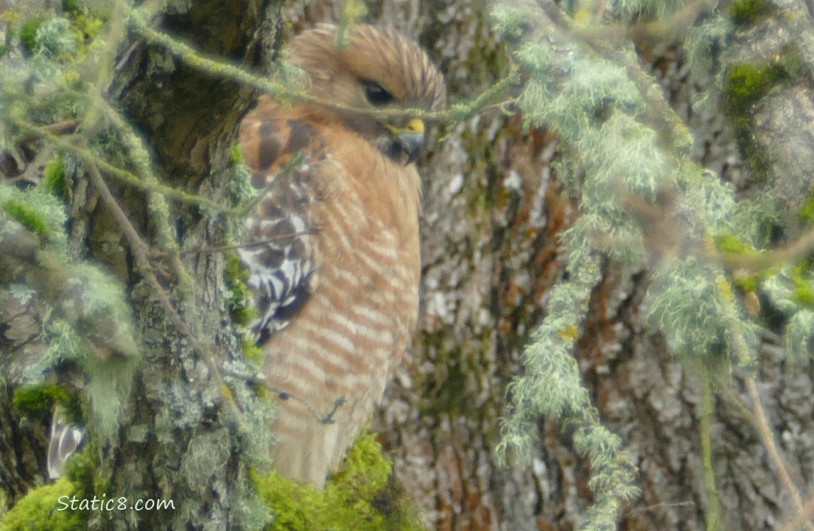 Red Shoulder Hawk standing on a mossy branch behind twigs
