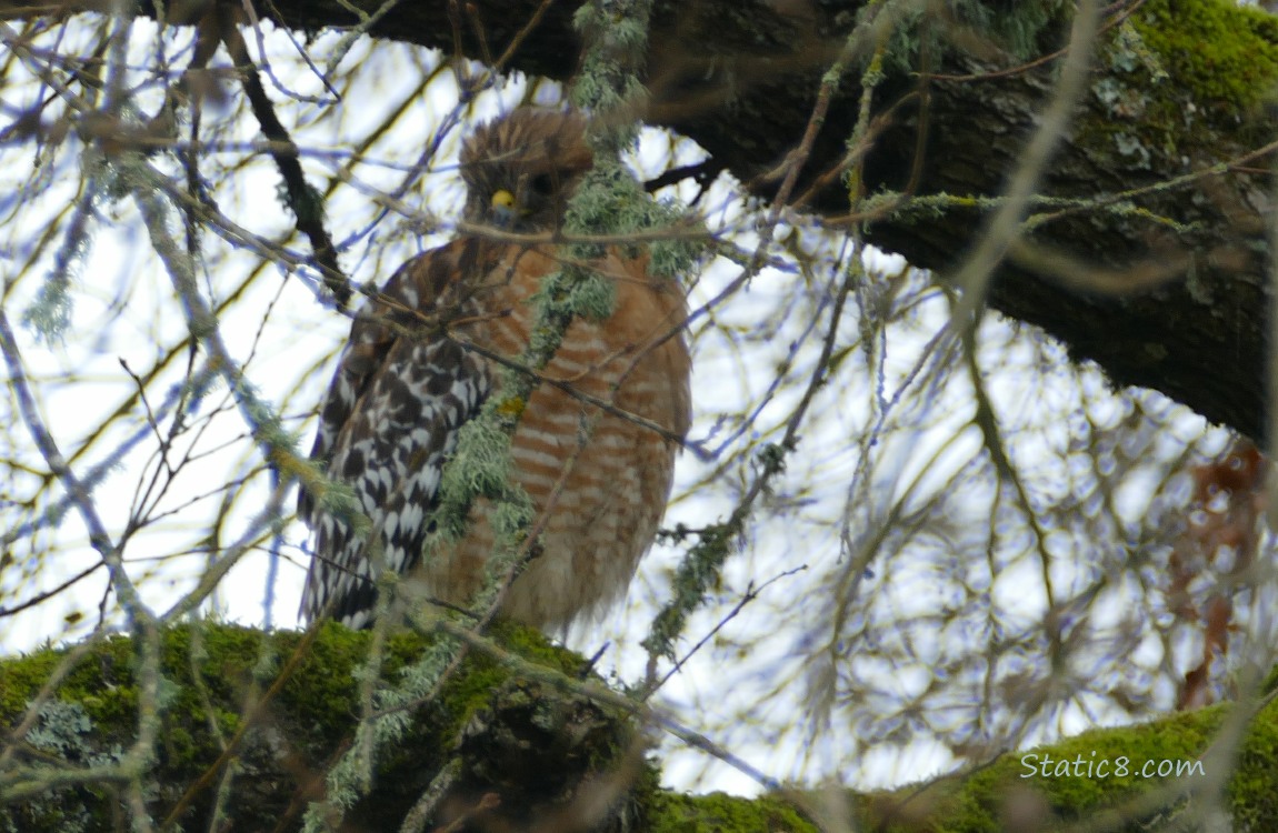 Red Shoulder Hawk standing behind a lot of twigs